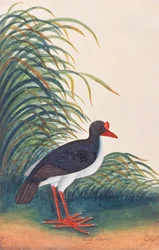 Eurasian Oystercatcher, from Drawings of Birds from Malacca, c.1805-18